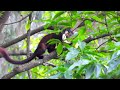 World&#39;s largest gilheri? Giant Ratufa Squirrel on a hunt, actively searching feed in Bengal forest