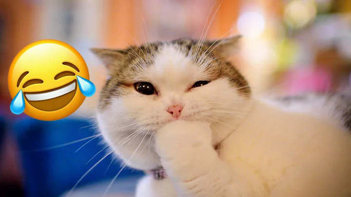 Video 11609201: funniest cats dogs, cat funny animals, compilation