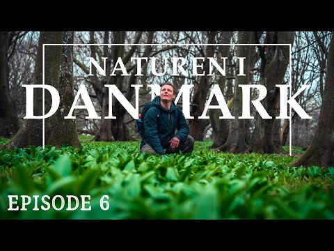 Video: Tegn på forår i den livløse og levende natur