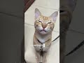 The Cutest Orange Cat "Kitty Kiss" You'll Ever See! #shorts #catsmile #orangecat