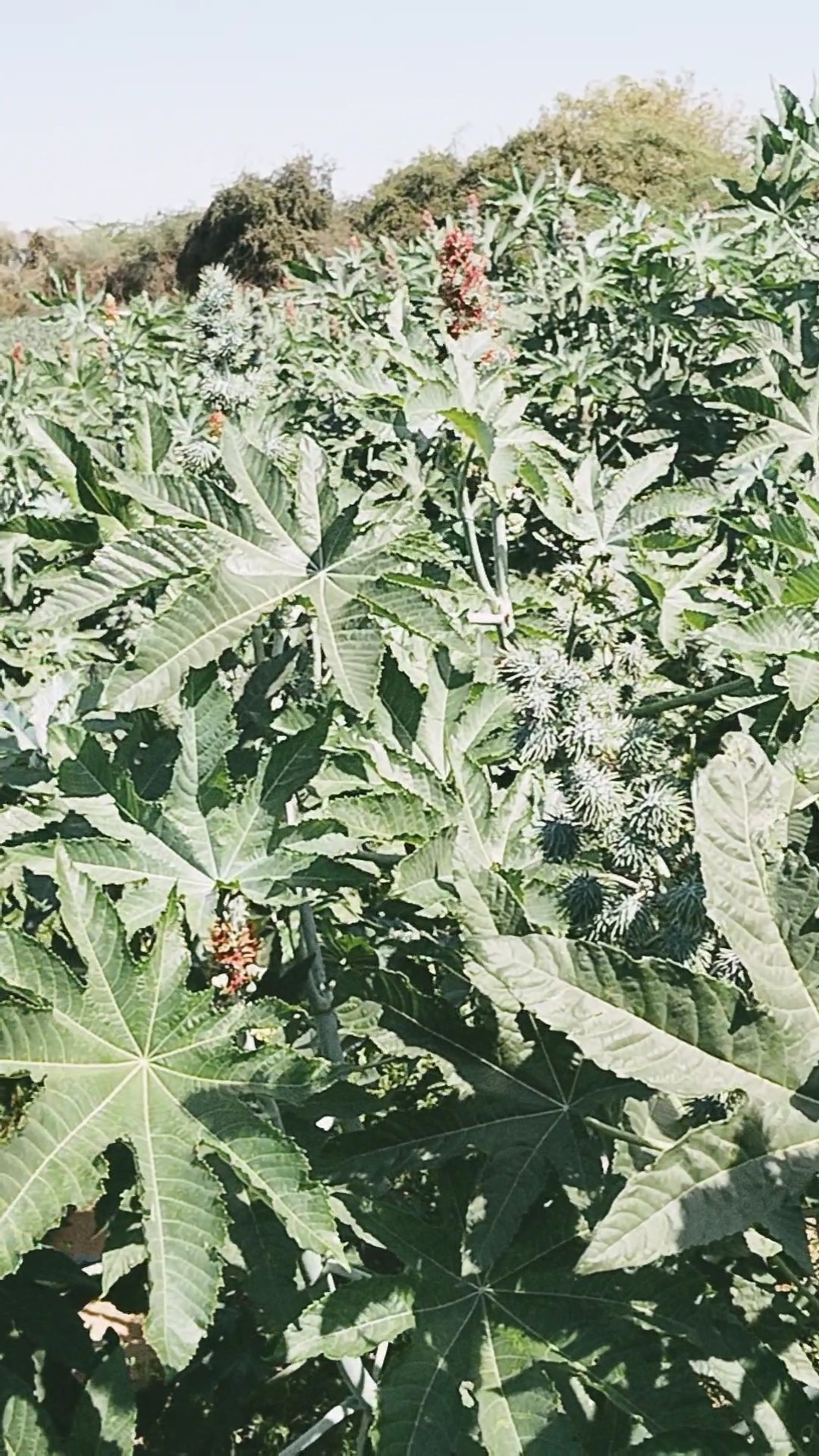 👌બેસ્ટ સ્ટેટ્સ📱 - ShareChat