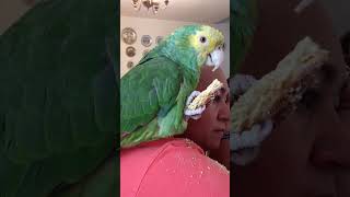 Loro Kankan y su pan | Loro Cabeza Amarilla | Loro Amazonas