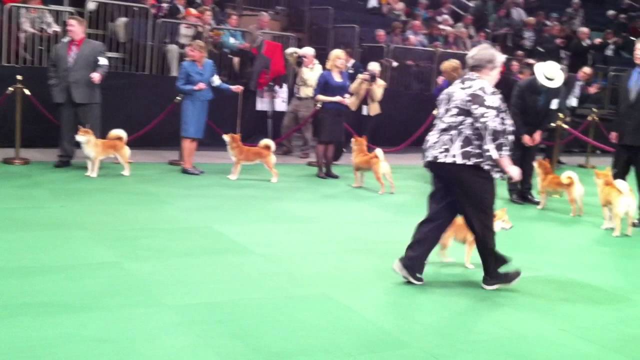Westminster Dog Show 2012nycshiba Inu Youtube