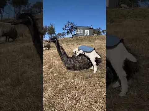 Muhteşem ikili. Hayvanlar arasındaki arkadaşlık.Gorgeous duo. friendship between animals