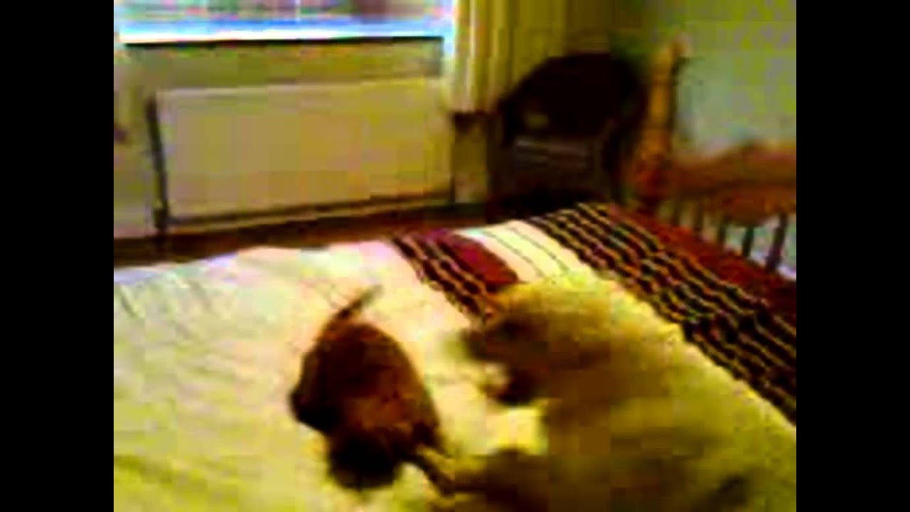 Cat and Dog Playfight YouTube