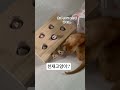 애기때부터 똑똑이였어서 그런지 젤 말 안들어용.. #똑냥이 #똑똑한고양이 #고양이일상 #고양이장난감
