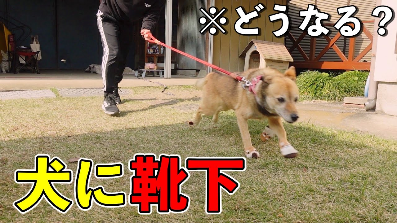 検証 爆速で散歩をするシニア犬コロちゃんに靴下を履かせた結果 Youtube