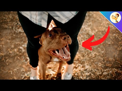 Video: Alt om hundens graviditet