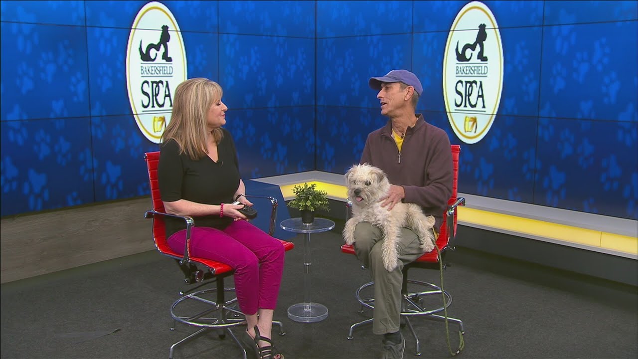 Pet of the Week: Benji
