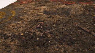 I've Never Seen So Many Worms On A Rug ! Carpet Cleaning Satisfying Time Lapse