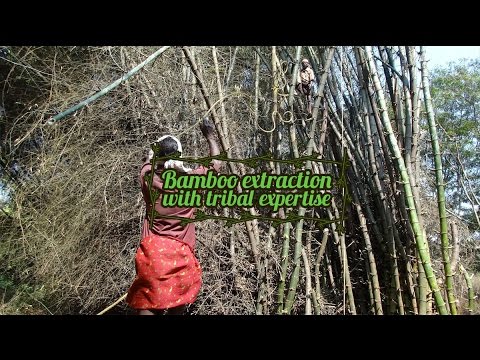 Bamboo extraction with tribal expertise | Wayanad, Kerala