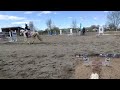 Flynn Rider 2&#39; Showjump - Ringside + GoPro Video