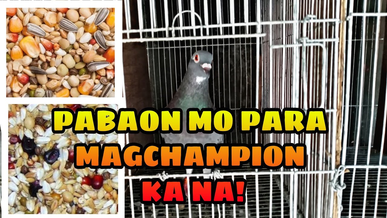 PAGHAHANDA SA FINAL LAP! MGA PABAON AT VITAMINS NG KALAPATI PARA SA DERVY