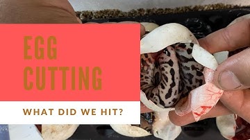 Ball python egg cutting Clown 2021