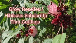 Growing Roselle Thru Cuttings + Its Culinary Uses & Some Fun Facts