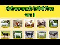 Selection of Goat for Goat Farming Part 1 | Bakri Palan I शेळीपालनासाठी शेळीची निवड I Shelipalan