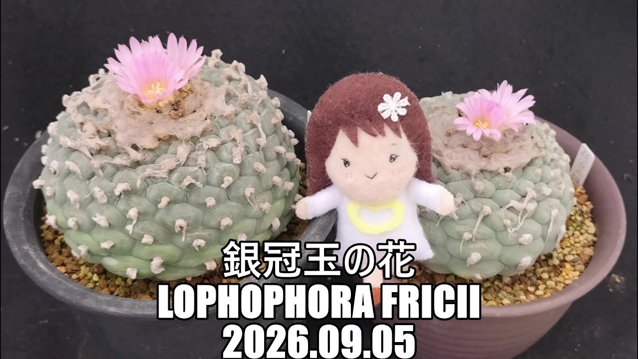 銀冠玉の花 Lophophora fricii 2026 09 05 - YouTube