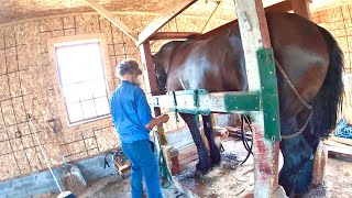 DRAFT HORSES: Going To The Amish Farrier (Part 2) Reset shoes on horses, Should horses wear shoes?