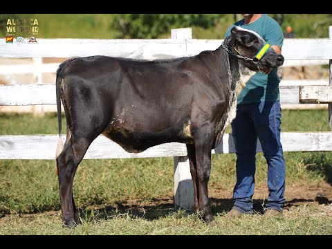 LOTE 108  ALIANÇA WEEKEND   3660CG