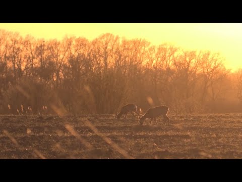 M5 TV – Vadvilág – Április kezdetének színei a határban – 2023/14. adás – 2023.04.09.