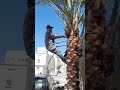 طريقة تكريب النخل افضل معلم تقليم النخل جده 0534966199