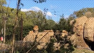 Lions of Audubon Zoo since 2021