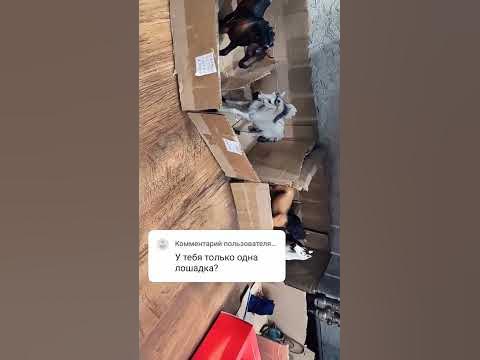 лошади шляйх #лошади #шляйх #лошадишляйх #фигурки - YouTube