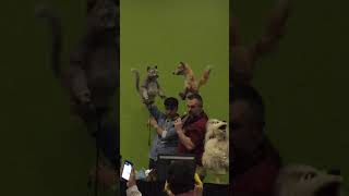 Mongrels' Nelson and Marion Puppeteering Demo FurtherConfusion 2015