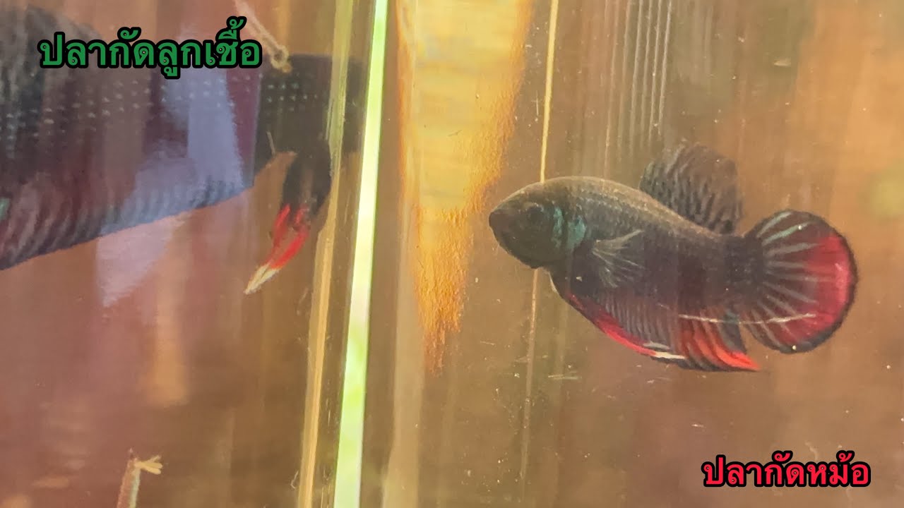 ปลากัดลูกเชื้อและปลากัดหม้อ