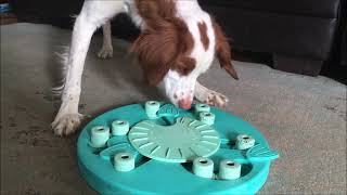 American Brittany Dog solves Nina Ottoson Puzzle level 3 in less than a minute screenshot 3