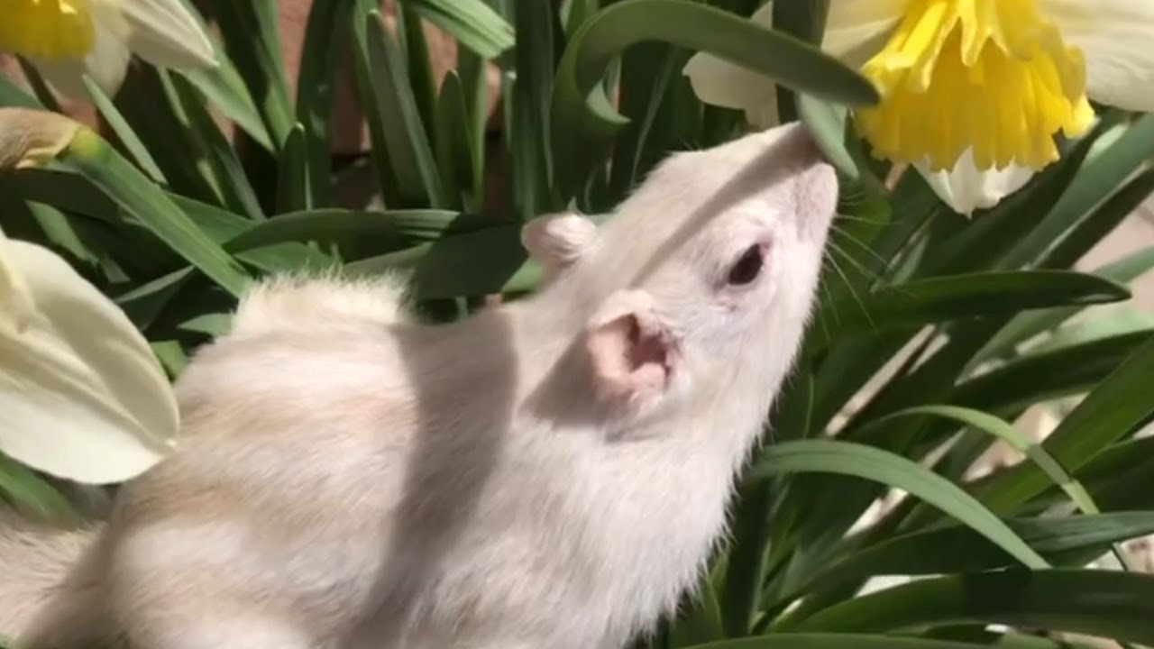 Springtime white Chipmunks!! Chipmunks loving the sunshine & flowers