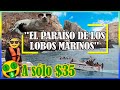 ISLA PALOMINO EL PARAÍSO DE LOS LOBOS MARINOS | Cómo llegar y precio😎