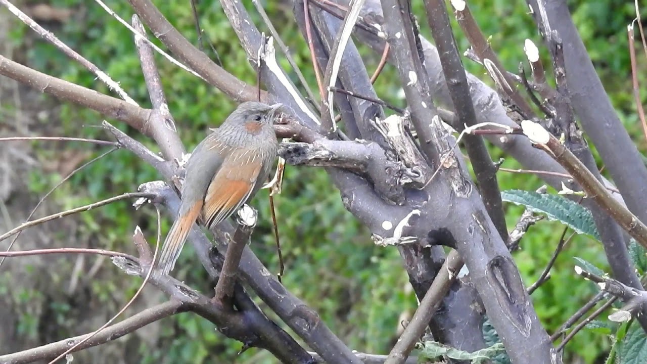 Streaked Laughingthrush (Trochalopteron lineatum) - Calling and Display