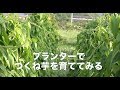 ヤマイモでネバネバするつくね芋のプランター栽培　植え付け
