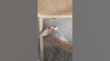 java sparrows #java #birds #viral #shorts #short #trending #subscribe #shortvideo #foryou