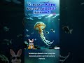 Terlihat indah… tapi bisa mematikan... #HewanBeracun #BoxJellyfish #FaktaHewan #Animals #VideoViral