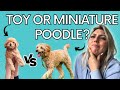 Difference Between TOY and MINIATURE Poodles | Is Lambo Really a Toy Poodle?!