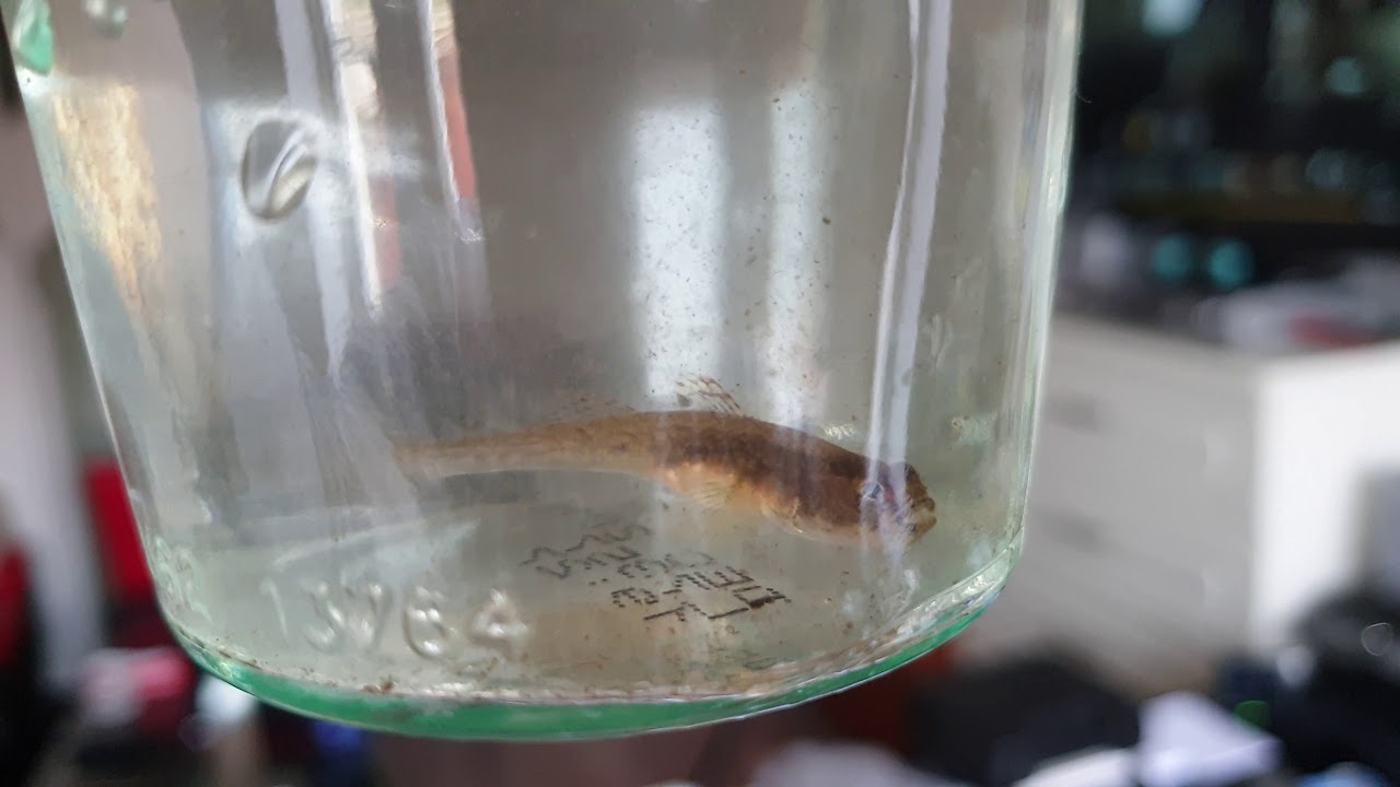 Jaka to ryba? YouTube