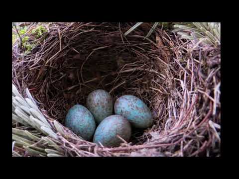 The Cuckoo's Nest