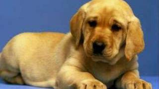 How Much Is That Doggie in the Window?