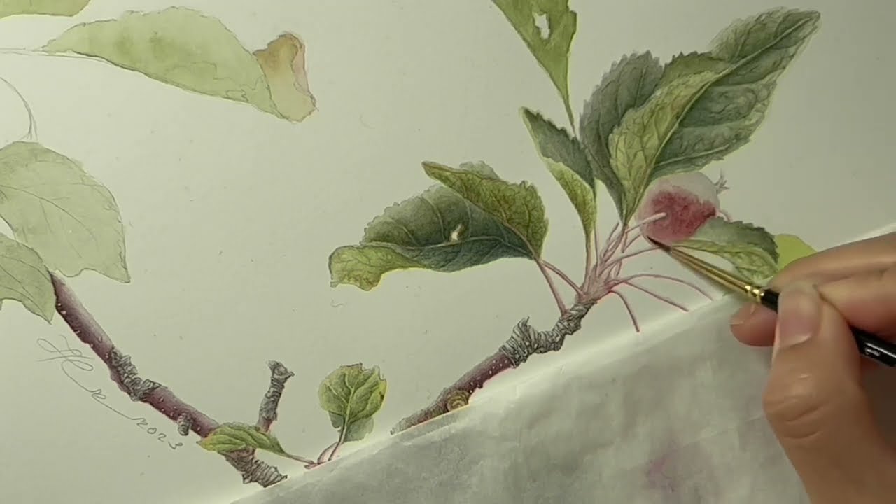Drawing a crabapple branch in Watercolor | Nature in watercolor | Drawing and Telling