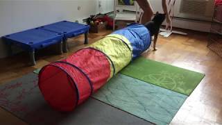 Severus Snape - Intermediate Trick Dog Video