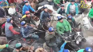 Saypi Polvon Tumorda. Ohangaron Xojiboy Maydoni 04.12.2025