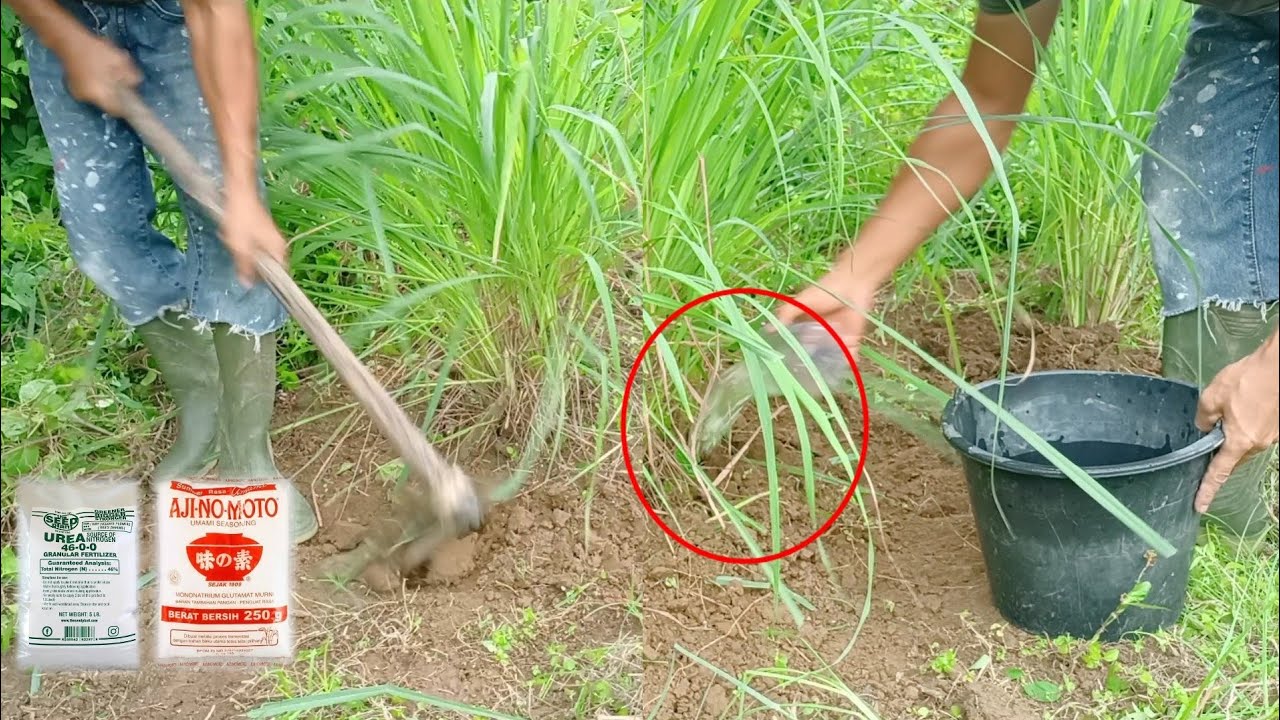 Best Npk Fertilizer For Lemon grass Plant Best NPK fertilizer YouTube