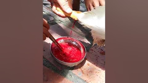 Kĩ thuật cắt tiết vịt mới đúng chuẩn 100%/ soldier man