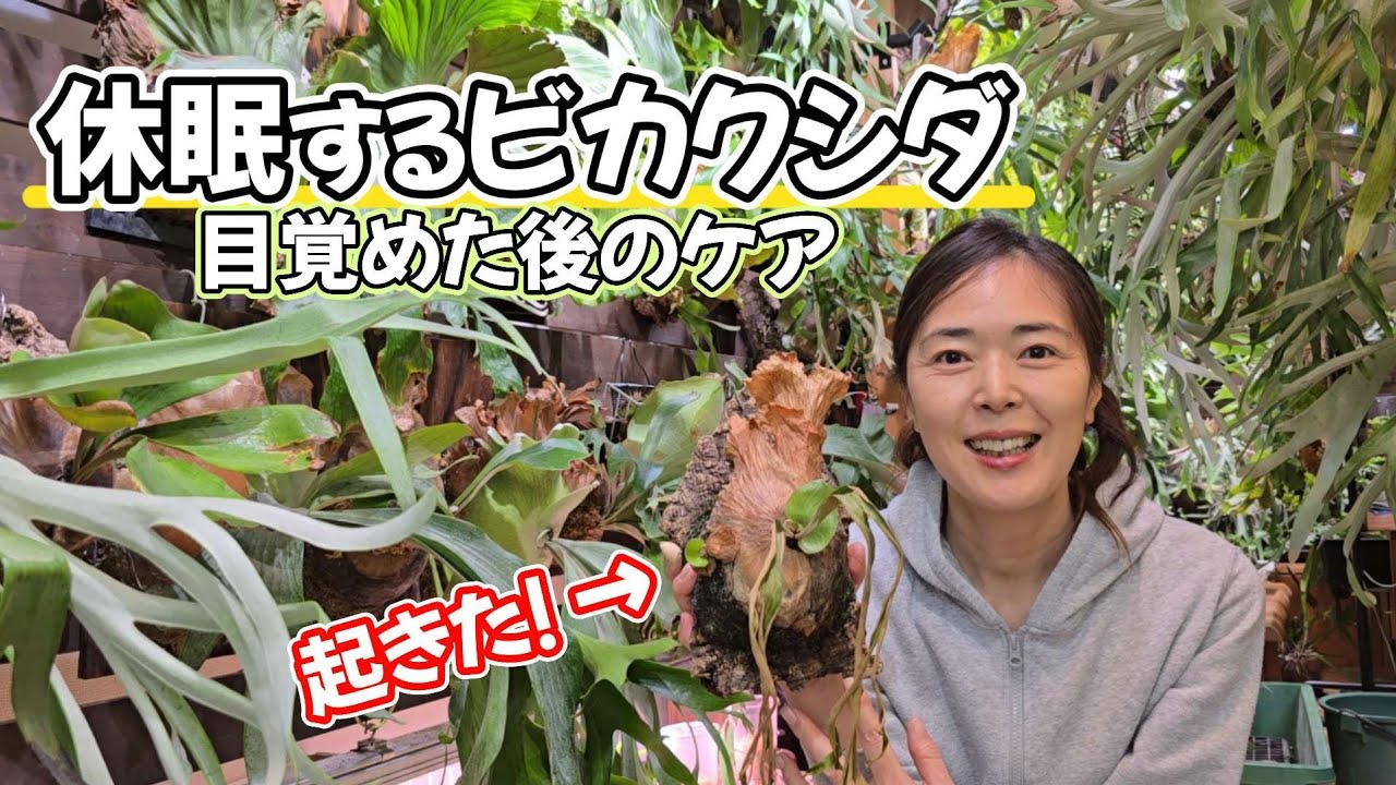 【目覚めた！】休眠明けのクアドリディコトマムお世話どうする?🌱