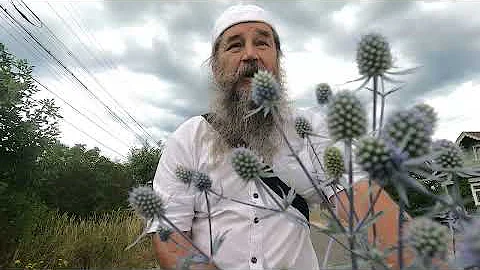 Чертополох - цветок изгоняющий бесов