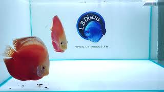 Discus paire Red Valentin W0007