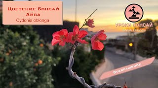 Как цветет бонсай? Цветение айвы бонсай. Bonsai care