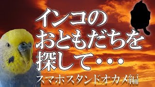 インコのおともだちを探して・・・スマホスタンドオカメ編《16歳のご長寿おじいちゃんセキセイインコ愛ちゃん日記》16-year-old Budgerigar Ai-chan Diary インコのおともだちを探して・・・スマホスタンドオカメ編《16歳のご長寿おじいちゃんセキセイインコ愛ちゃん日記》16-year-old Budgerigar Ai-chan Diary
